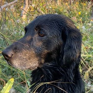 Meet your Posher, Iphone